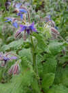 borago-officinalis