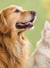 Comment soulager les émotions de nos animaux avec les fleurs de Bach ? 