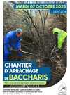 Chantier baccharis