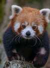 Panda roux_Crédit Julien Dujardin (1)