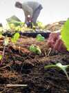 Ferme de Keruzerh Morbihan Locoal-Mendon