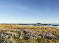vegetation-dune-erdeven_1008x671