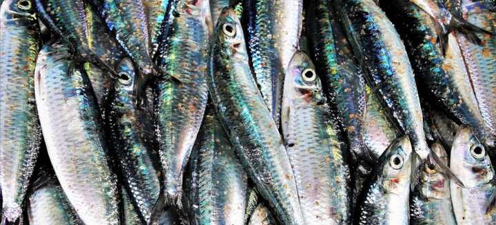 Fête de la sardine