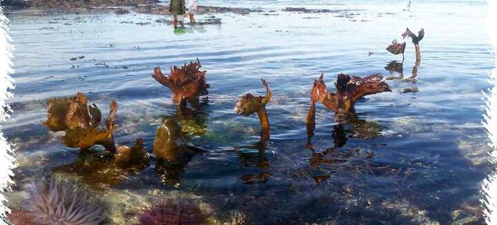Descubrimiento de los Tesoros del Océano con marea baja Descubrimiento de los Tesoros del Océano con marea baja