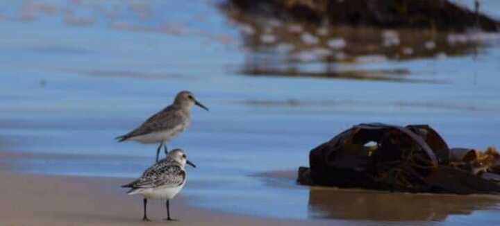 Sortie nature : Observation des oiseaux et autres curiosités naturalistes