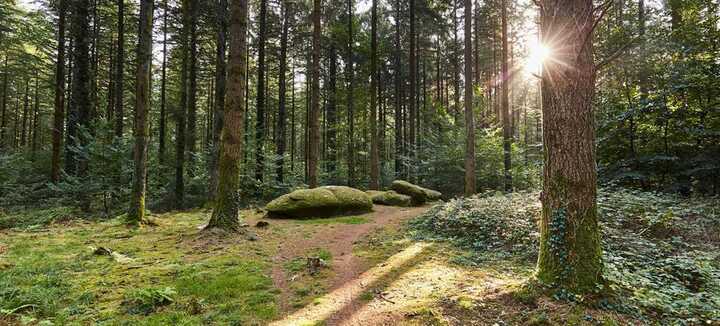 Balade Guidée en forêt de Camors