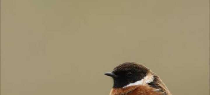 Découverte des oiseaux et des plantes des dunes