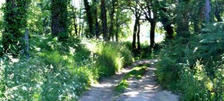 Paseos para descubrir las plantas Paseos para descubrir las plantas