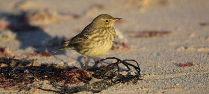 Observons les oiseaux et autres curiosités naturalistes de la baie de Quiberon