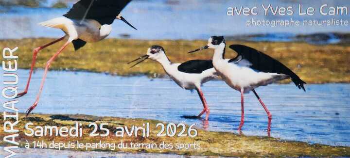 Balade ornithologique