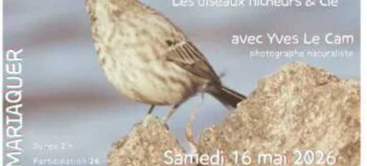 Balade ornithologique, les oiseaux nicheurs et Cie