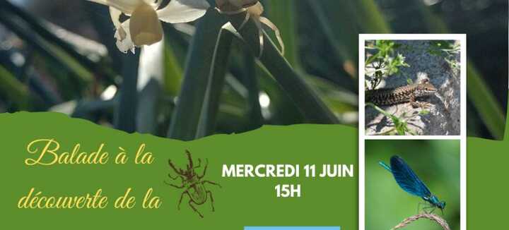Balade à la découverte de la biodiversité de Port-Kerné Balade à la découverte de la biodiversité de Port-Kerné