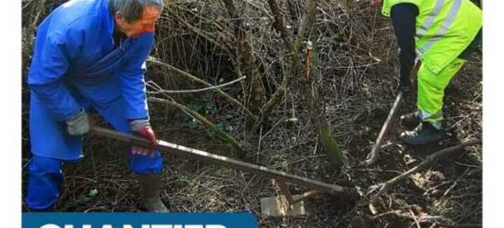 Chantier baccharis Chantier baccharis