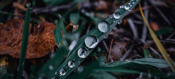 Mieux utiliser l'eau au jardin avec la permaculture