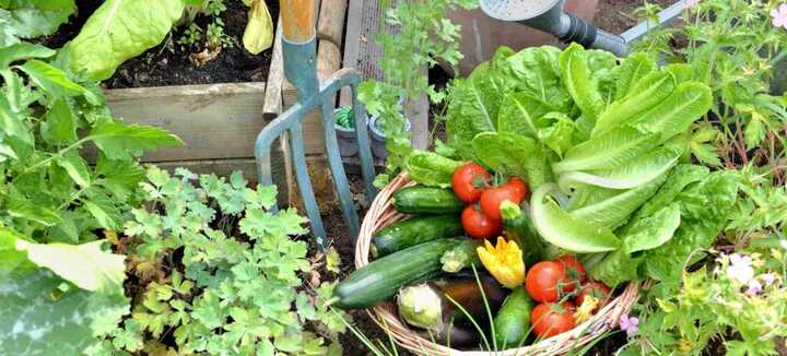 Le Potager pour les débutants