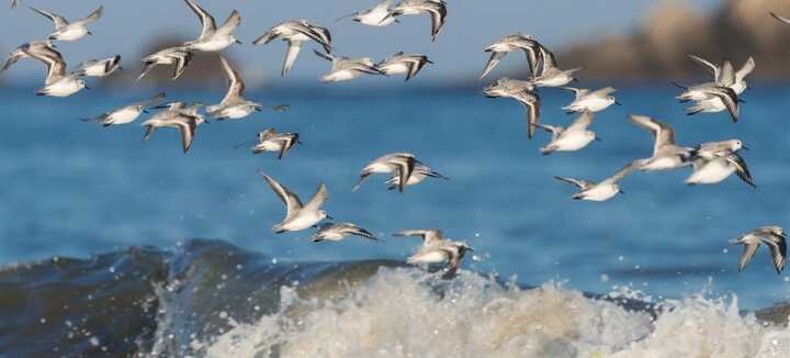 Visite découverte : La pointe de Conguel, un site naturel unique ouvert sur l’océan !