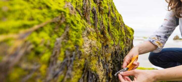 Sortie algues à Portivy - Incroyables chemins