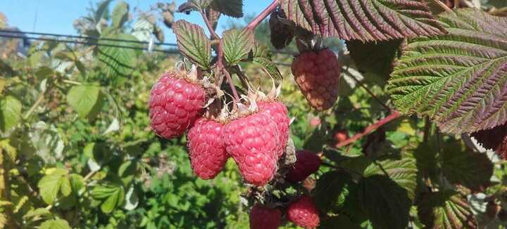 Les Framboises et Fruits Rouges de Calavret