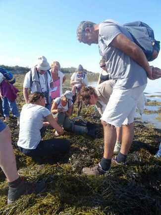 guide-nature-melanie-chouan-trinite-sur-mer-morbihan-bretagne-sud