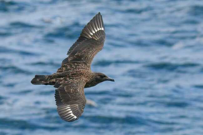 faune-ocean-locmariaquer-morbihan-bretagne-sud