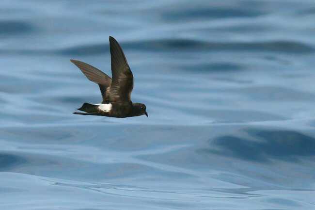 faune-ocean-locmariaquer-morbihan-bretagne-sud