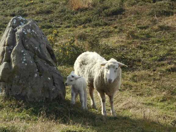 Les-Balades-de-Jackie-Baden-Golfe-du-Morbihan-Bretagne sud