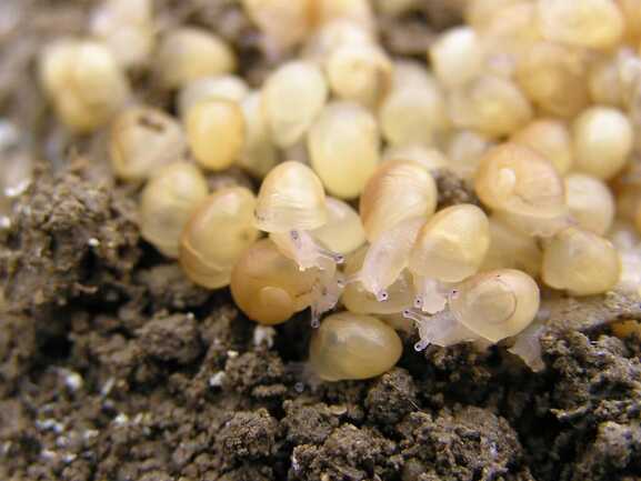 Sainte-Hélène_NaissainsEscargots