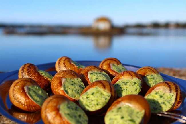 assiette 12 esc. en coquille