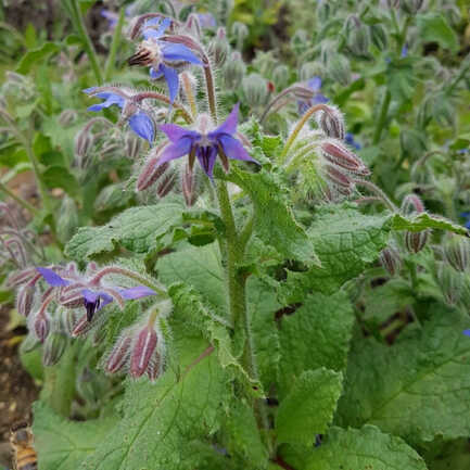 borago-officinalis