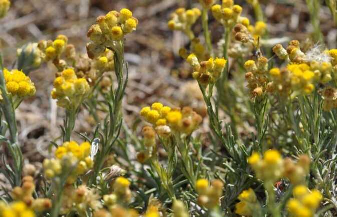 Syndicat mixte Dunes Sauvages de Gâvres Quiberon