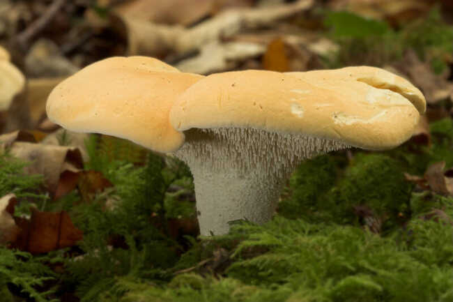 Sortie découverte des champignons