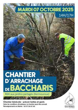 Chantier baccharis