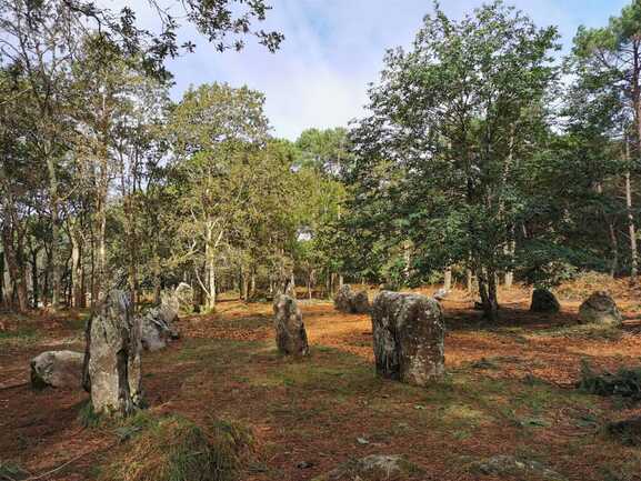 Bois du Varquez, Erdeven