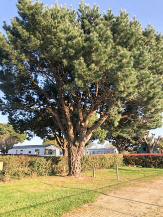 St-Philibert, camping Les palmiers, emplacements nus 