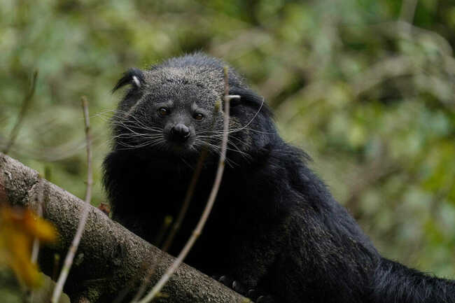 Binturong