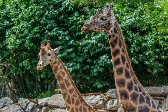 Girafe