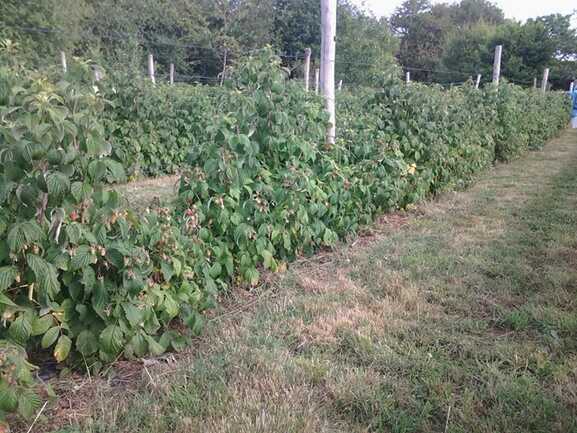 framboise-calavret-locoal-mendon-morbihan-bretagne-sud