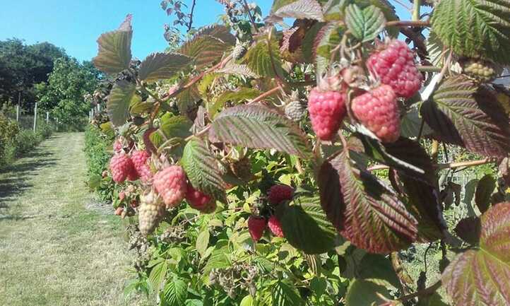 framboise-calavret-locoal-mendon-morbihan-bretagne-sud