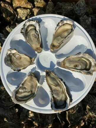 Belz---Larmor-Ostrea---Huitres-creuses-produites-sur-les-parcs-au-pied-de-la-degustation