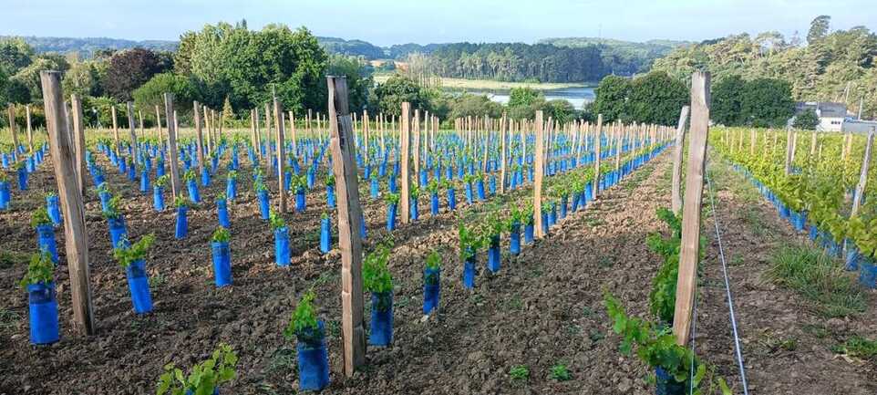 vignes-de-st-goustan