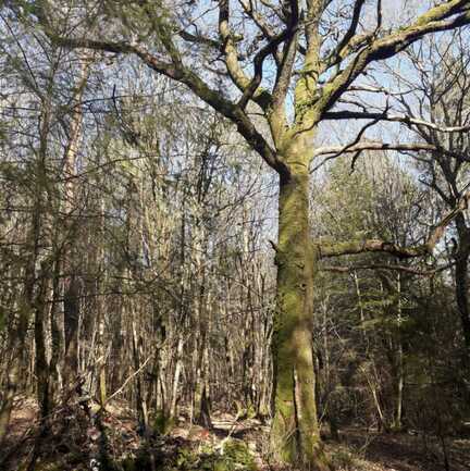 Chêne Bé-Er-Sant (Tombe du Saint)