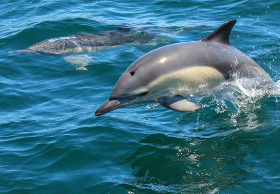 faune-ocean-locmariaquer-morbihan-bretagne-sud