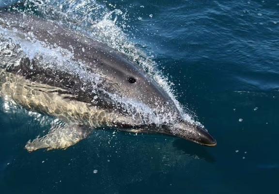 faune-ocean-locmariaquer-morbihan-bretagne-sud