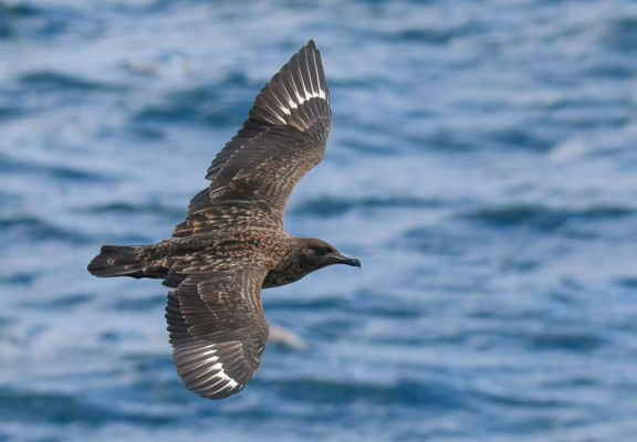 faune-ocean-locmariaquer-morbihan-bretagne-sud