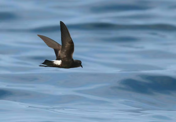 faune-ocean-locmariaquer-morbihan-bretagne-sud