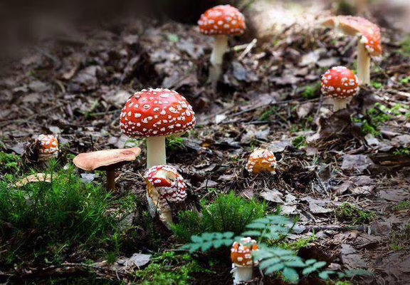 Découverte du joli monde des champignons