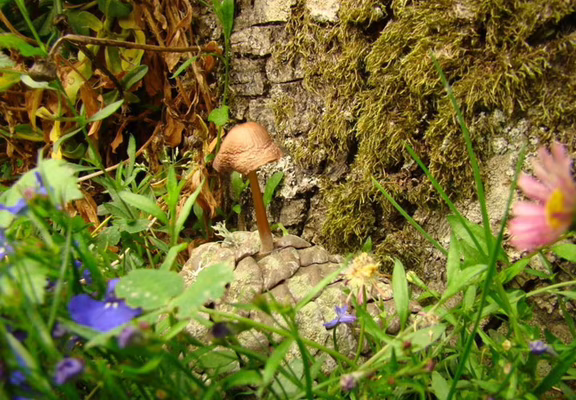 champignon sur une pomme de pin