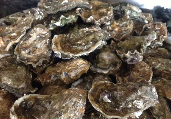 Aquaculture Jaouen - St-philibert -Morbihan Bretagne Sud