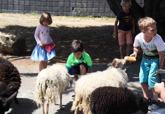 Site Ecolabel entretenu par les moutons